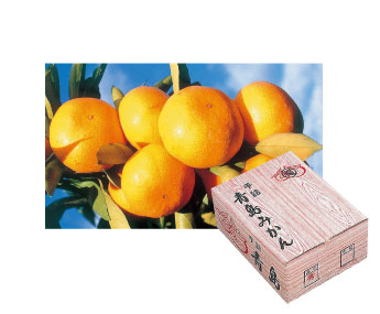 予約商品　青島みかん（5kg）