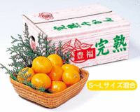 予約商品　豊福みかん