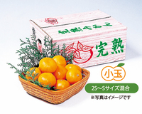 予約商品　豊福みかん(小玉)