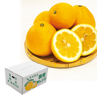 予約商品　晩柑オレンジ